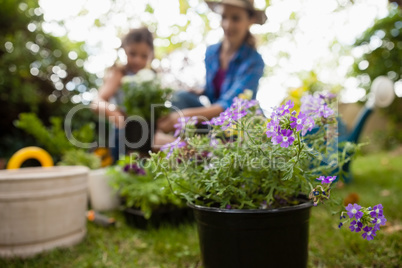 Purple flowering plants with mother and daughter in background