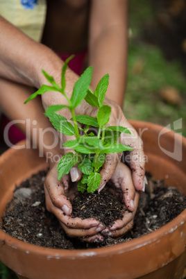 Cropped hands of girl and grandmother planting seedling in pot
