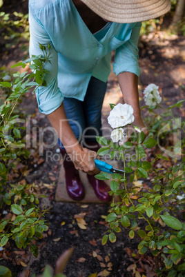 Low section of senior woman cutting flowers with pruning shears