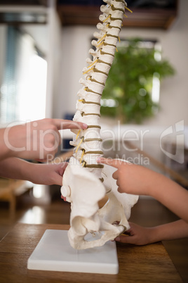 Cropped hands of female therapist and boy pointing at artificial spine