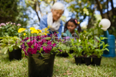 Close-up of flowering pot against grandmother and granddaughter
