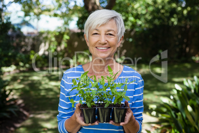 Portrait of smiling senior woman holding seedlings