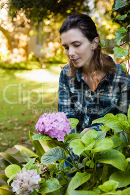 Beautiful woman crouching while looking at purple hydrangea bunch
