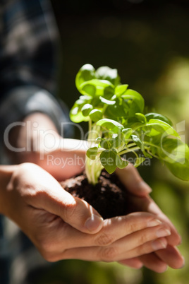 Cropped image of woman holding seedling