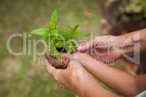 Cropped hands of senior woman and girl holding seedling