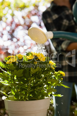 Woman watering yellow flowers in backyard