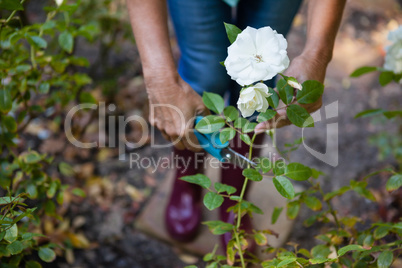 Low section of senior woman trimming white flower plant with pruning shears