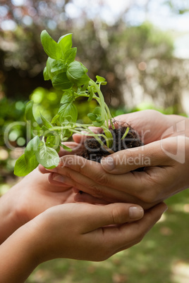 Cropped cupped hands of mother giving seedling to daughter
