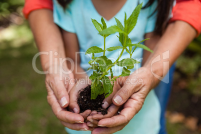 Midsection of grandmother and granddaughter holding seedling