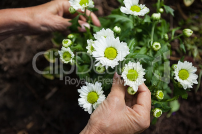 Cropped hands of senior woman touching white flowers