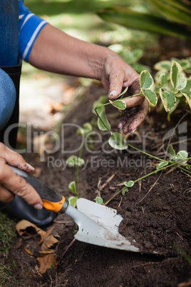 Low section of senior woman digging soil with trowel