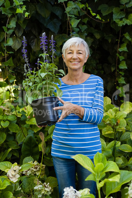 Portrait of smiling senior woman holding purple flower pot amidst plants