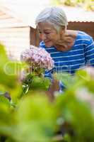 Smiling senior woman smelling pink hydrangea bunch