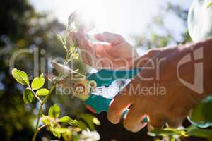 Close-up of senior woman cutting flower stem with pruning shears