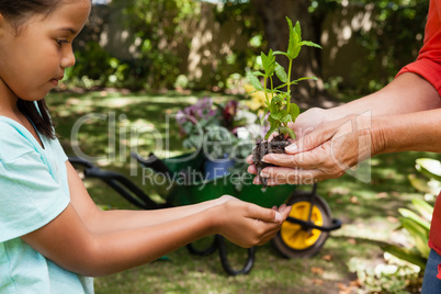 Midsection of senior woman giving seedling to granddaughter