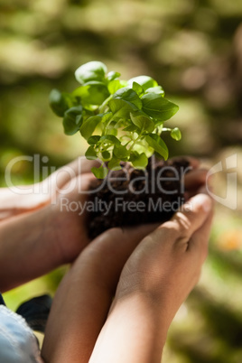 Cropped mother and daughter holding seedling in cupped hands