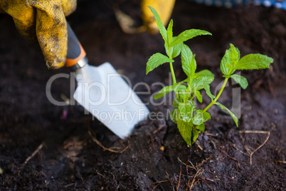 Cropped image of woman digging soil with trowel
