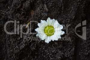 Close-up of white daisy on soil
