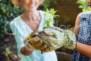 Midsection of grandmother and granddaughter holding seedling