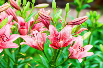 Pink lily flowers