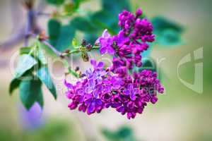 Blooming purple lilac