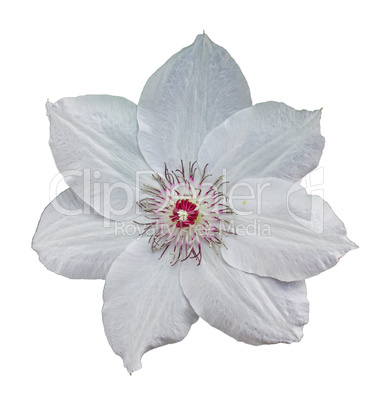 Flower of clematis