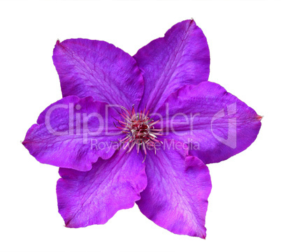 Flower of clematis