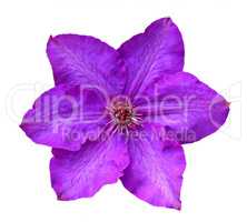 Flower of clematis