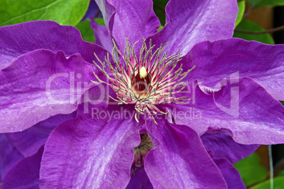 Flower of clematis