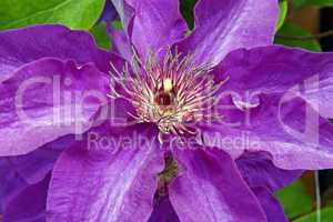 Flower of clematis