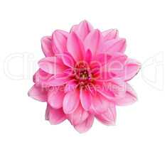 Flower of dahlia