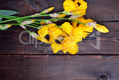bouquet of yellow flowering irises
