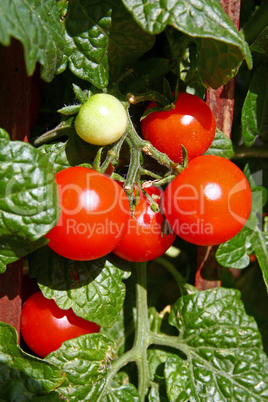 Fresh cherry tomatoes