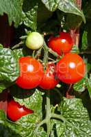 Fresh cherry tomatoes