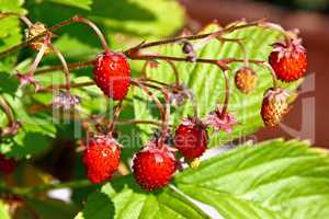 Red ripe strawberries