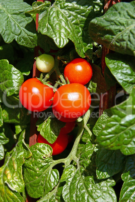 Fresh cherry tomatoes