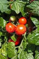 Fresh cherry tomatoes