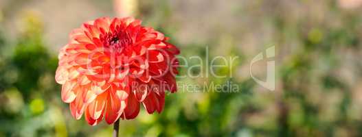 Dahlia on a background of flowerbeds.