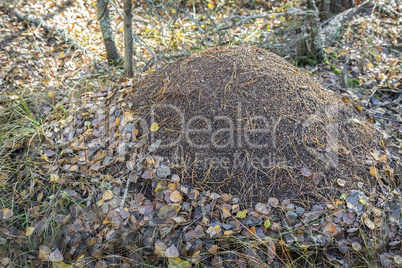 Big anthill in the autumn forest.