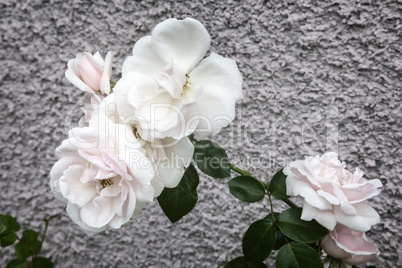 White blooming roses on a background texture.