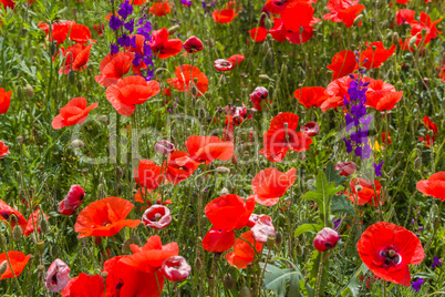 colorful poppies on a meadow