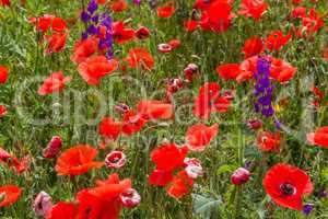 colorful poppies on a meadow