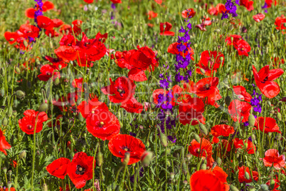 meadow full of red poppies