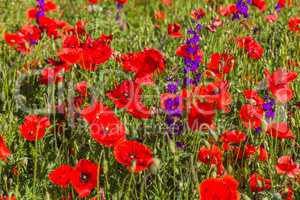 meadow full of red poppies