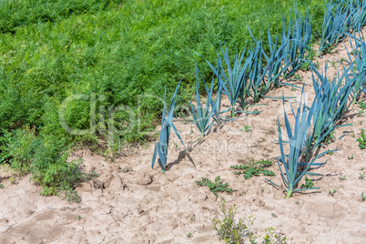 onions and carrots on the field