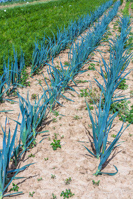 row of growing onions