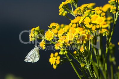 butterfly on yellow flowers