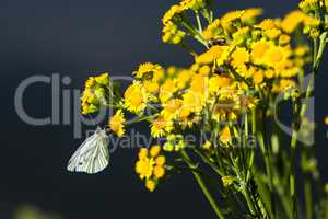 butterfly on yellow flowers