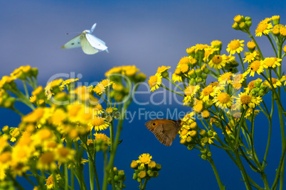 butterflies on yellow flowers