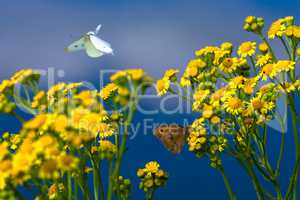 butterflies on yellow flowers